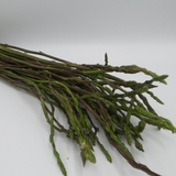 Asparagi Selvatici (l'etto)